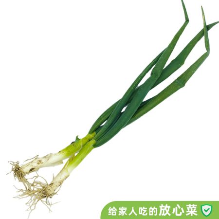 VIP有机葱2斤