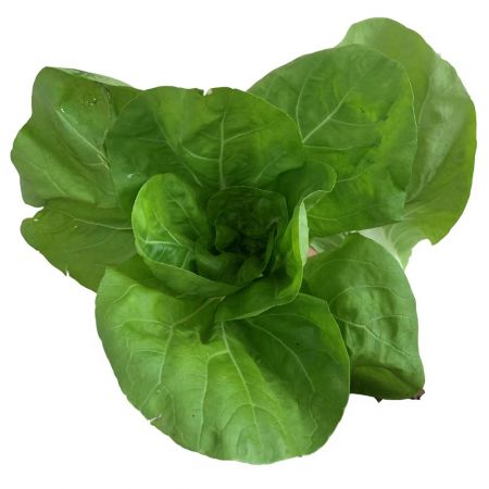 SD矮脚黄白菜500g（部分带虫眼）