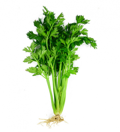 有机炒食西芹(露天种植偏老)