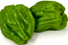 有机薄皮青椒500g（微辣）