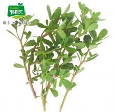 马齿苋